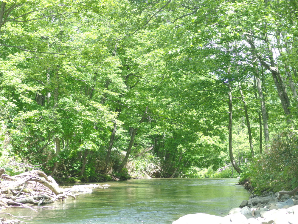 ようやく雪代も納まり、釣りの方もシーズンイン。