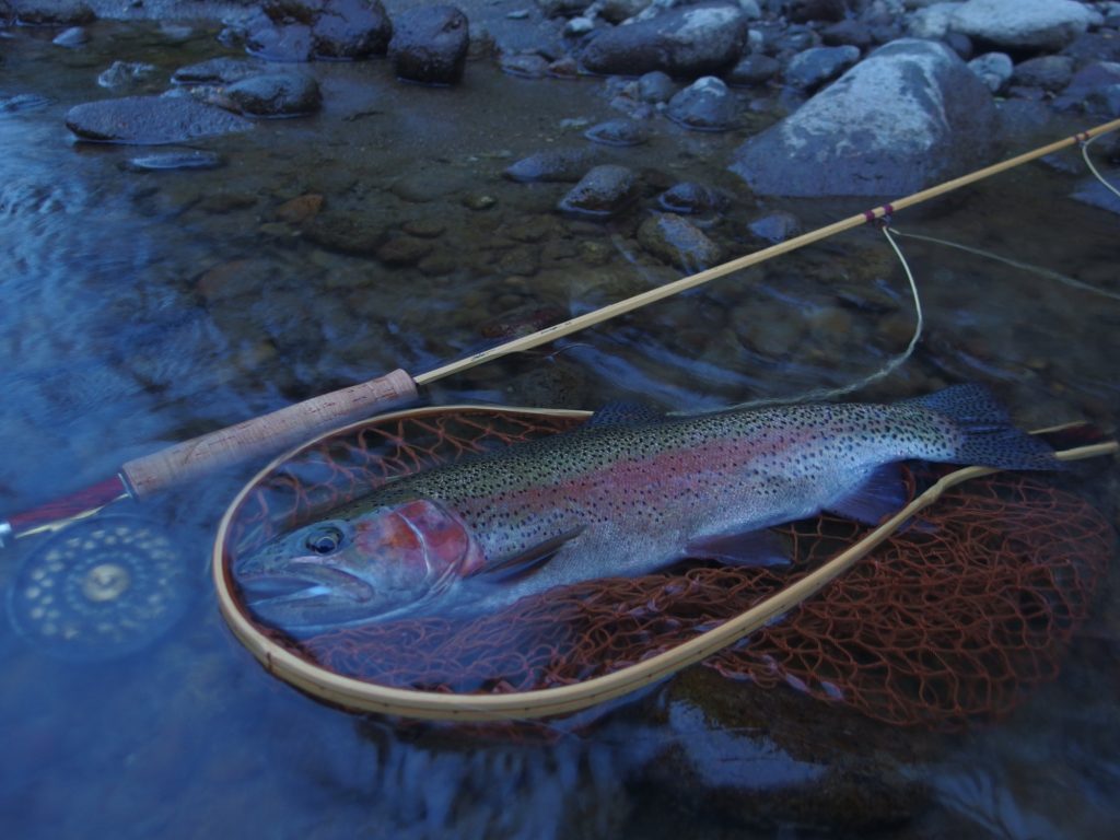 釣れる魚はどれも美しい。