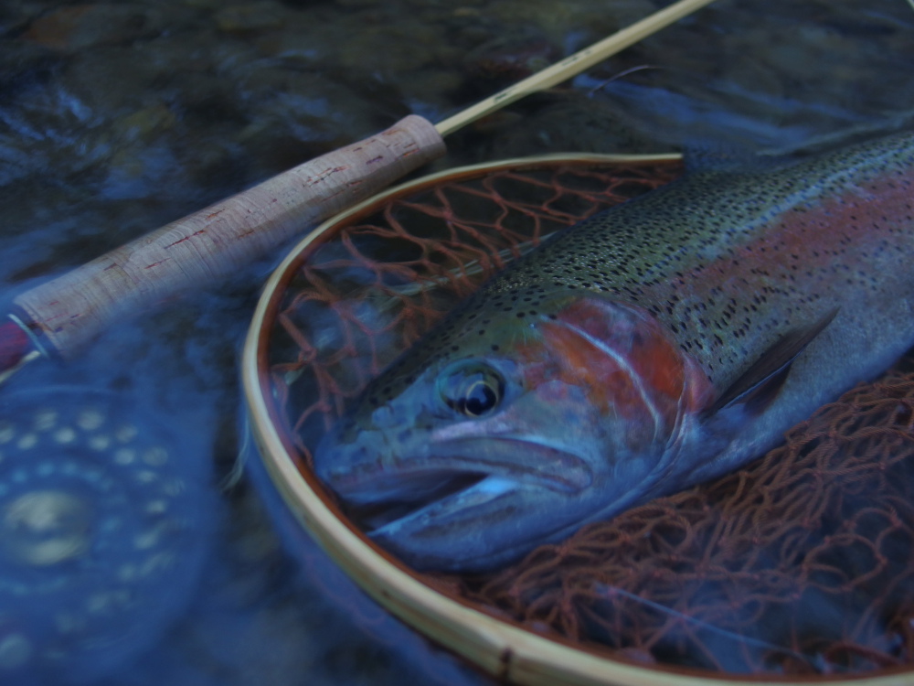 野生美溢れる北海道のワイルドレインボー。