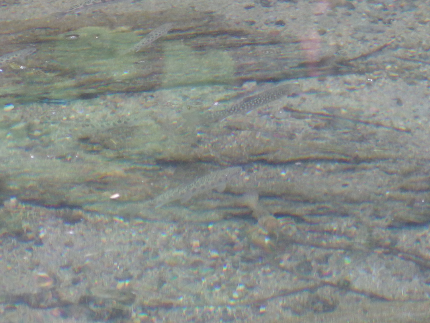 マザー オブ 釧路川!