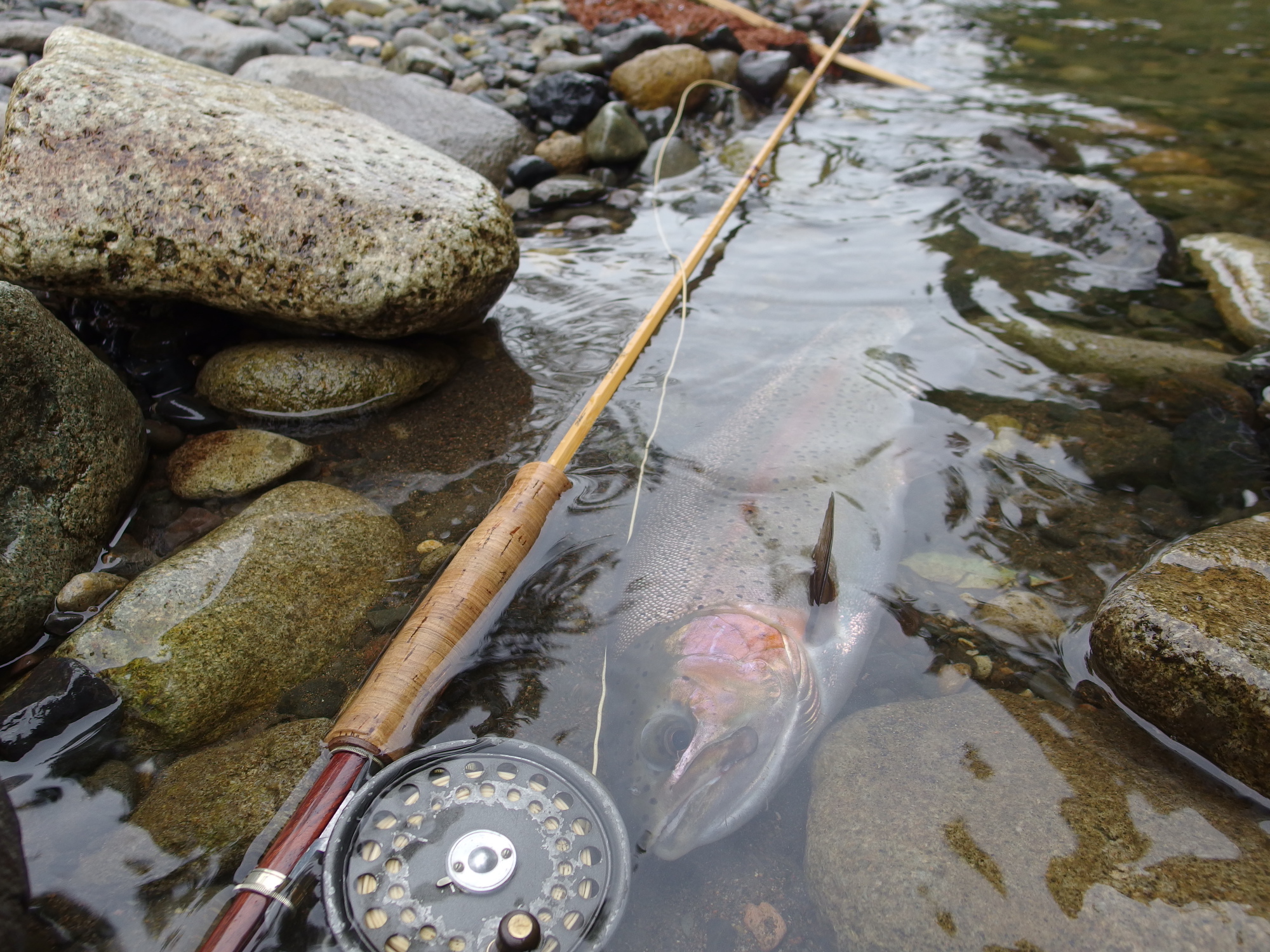 釣れる魚はどれもグッドコンディション!