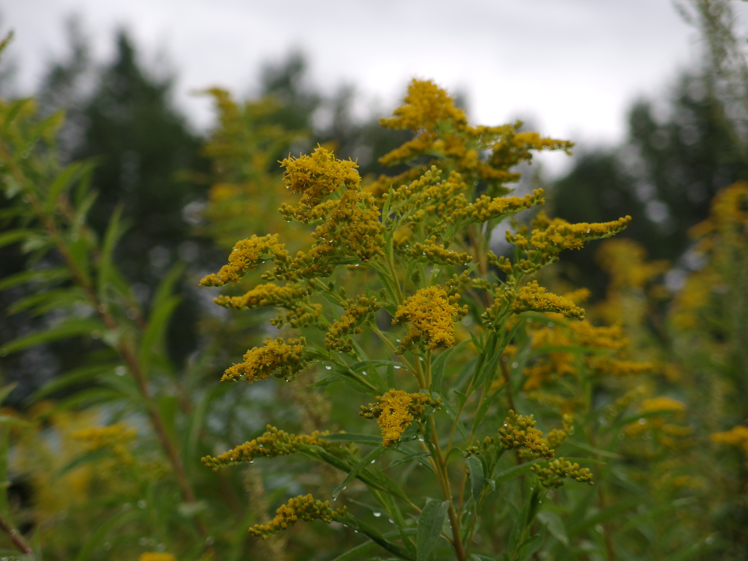 秋の花、背高泡立草の花が咲き乱れています。