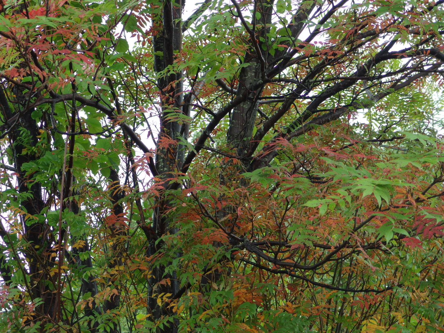 七竃も色づきはじめ。秋本番。