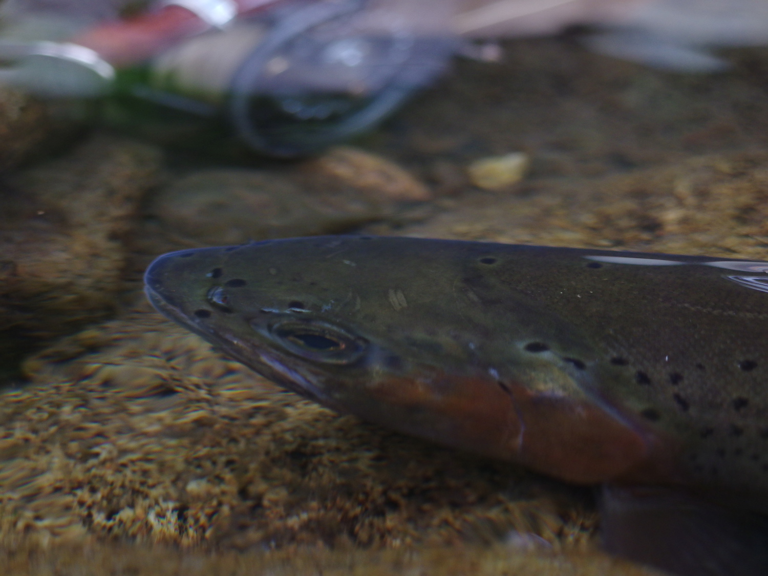 釣れる魚にうっすらと照りが出てきました。 これは秋のあら食いのサイン！？