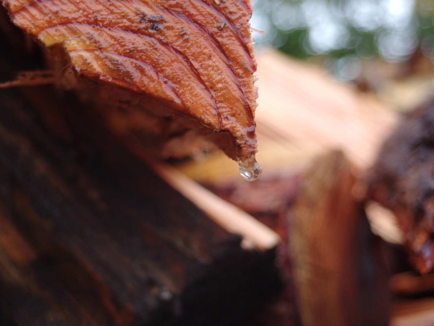 まとまった、雨が降る前に薪割り、雨に当ててアク抜きをします。 昔から伝わる乾燥技術。 そうです、材木屋さんのアレです。