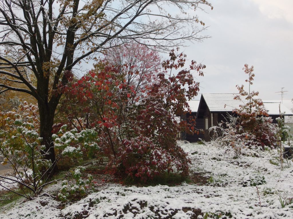 そして、里でも雪が降り。