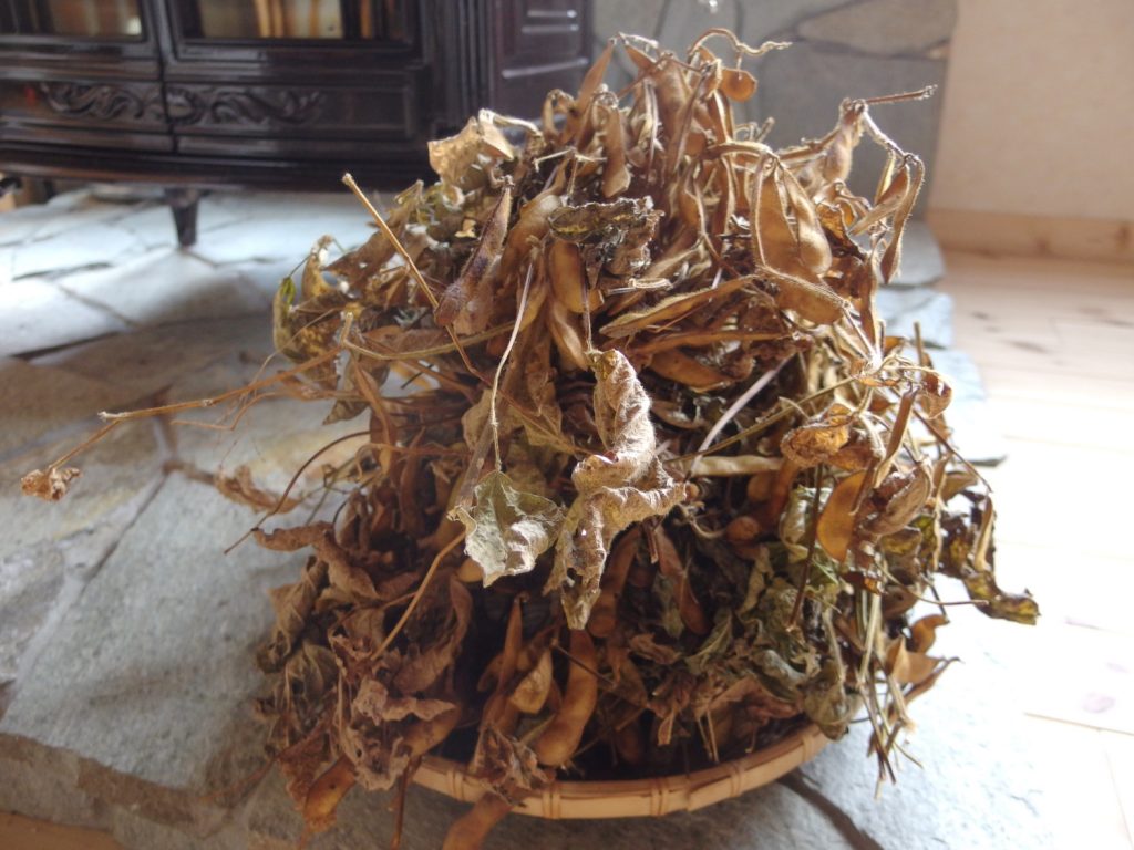 枝豆が大豆になりました。 これで我が家のみそづくりも素材から育てる真のみそづくりへ！