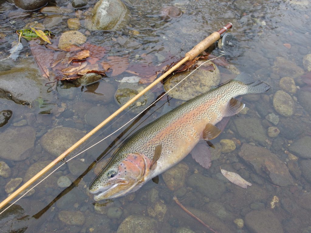 貴方が一番男前！ Trout King!!!