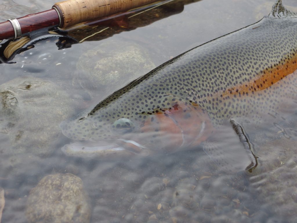 なんで貴方はそんなに男前なの？
