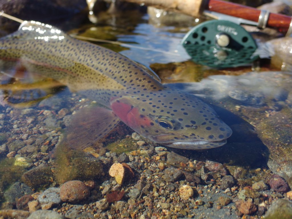 大物ラッシュでございました。