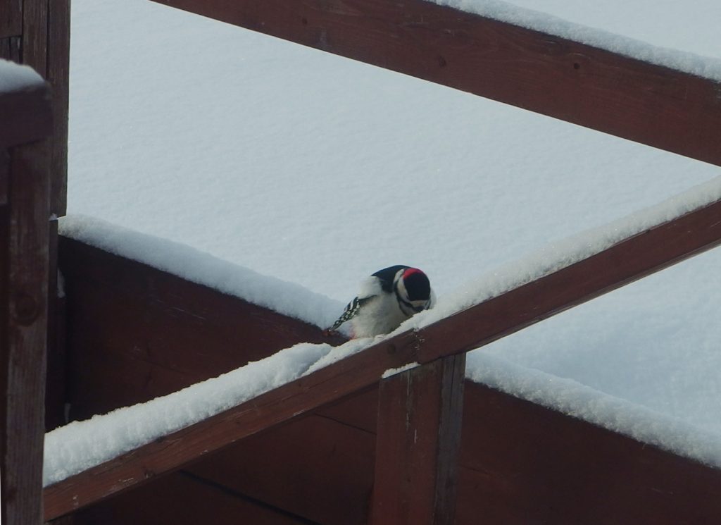 暖かい日が多くなり、キツツキが我が家を壊しに来るようになりました。