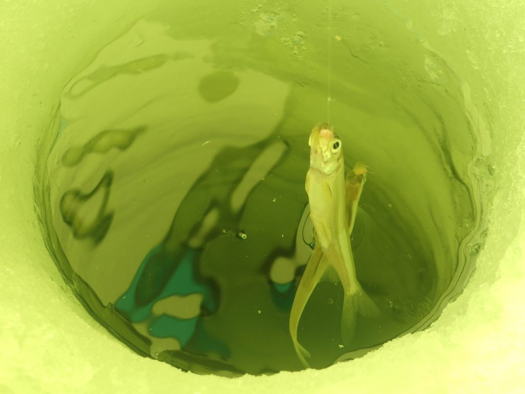 意外にアナどれない繊細な釣り。 時が経つのをわすれ。