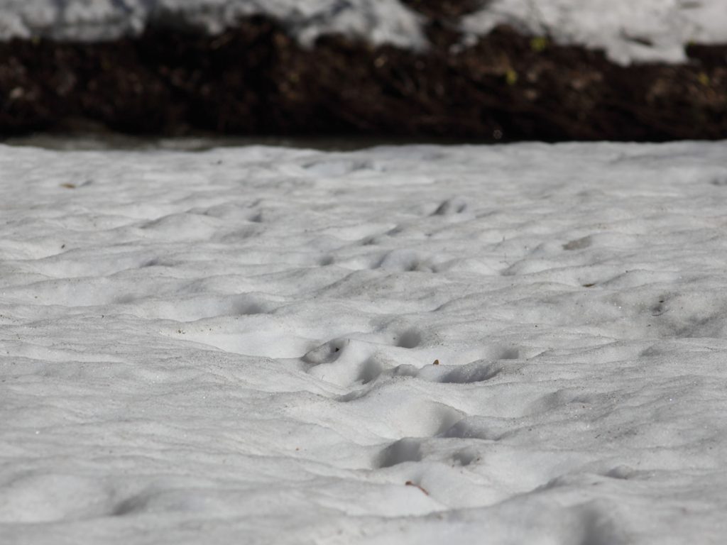 そして、森のくまさんもお目覚になり。