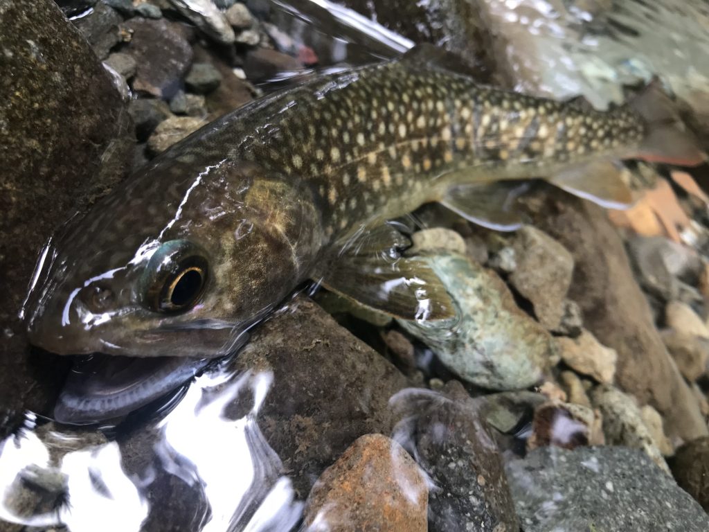 ED0EF031-24FE-4AD8-98CF-CC127B2E9E1F