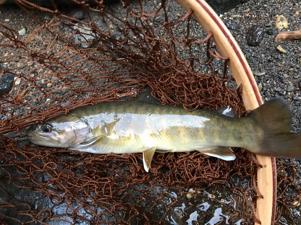 AF5FC481-4D87-4379-9C5F-1781E460121F