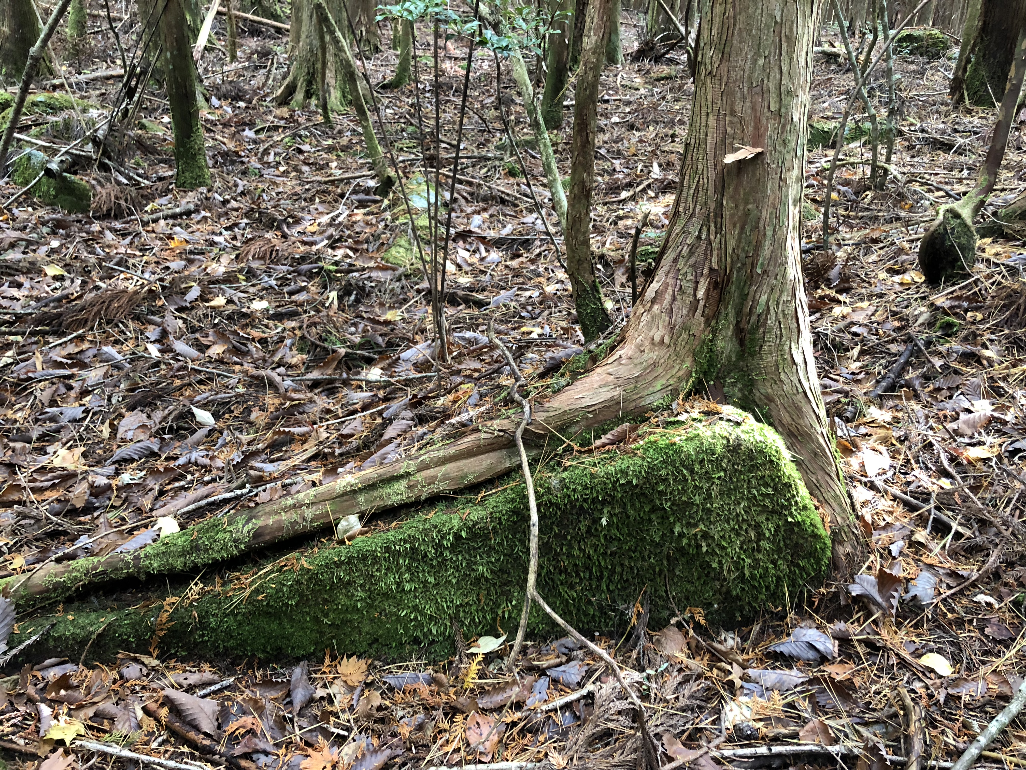 BFC9BADC-B13E-43CF-B142-F73CB7F07211