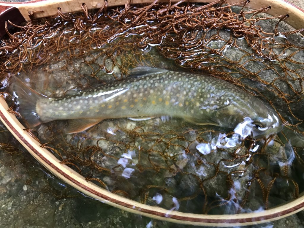 AEB96F36-BB23-49CF-966D-8883CD141294