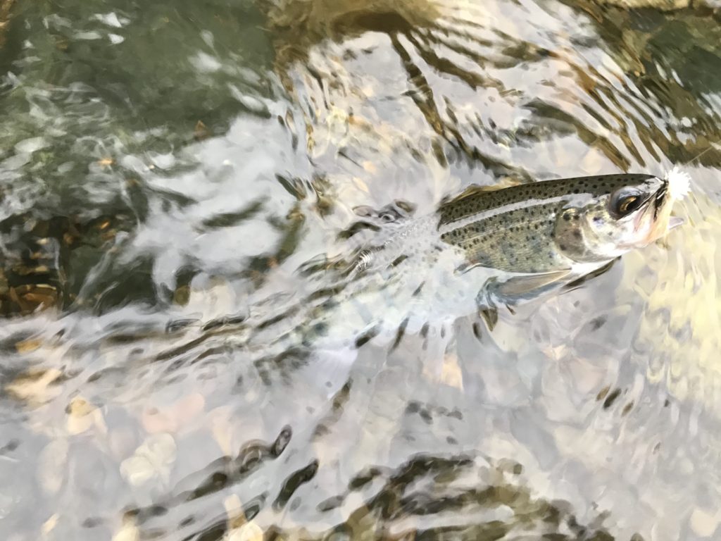 DF902CE4-498A-4863-8CFC-C0E7BF26E650